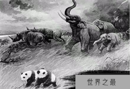 大熊猫的祖先—始熊猫，不吃竹子而是吃肉(是最早的熊猫)