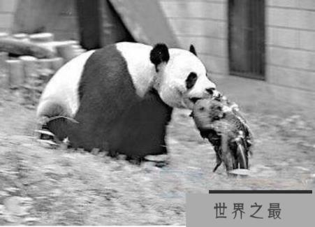 大熊猫的祖先—始熊猫，不吃竹子而是吃肉(是最早的熊猫)