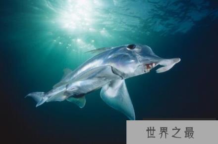 最奇葩的新物种幽灵鲨，丁丁既然长在鼻子上