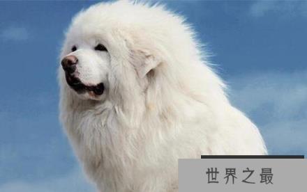 海蓝兽真的存在吗，全世界仅此一只的珍贵藏獒