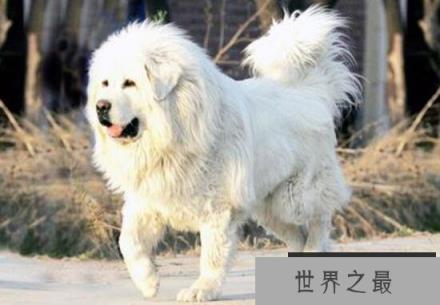 海蓝兽真的存在吗，全世界仅此一只的珍贵藏獒