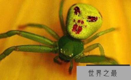 世界上最诡异的人面蜘蛛，因酷似人脸而得名(还有头发)