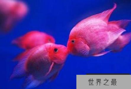 接吻鱼图片大全，接吻鱼接吻不是因为相爱(而是口癖)