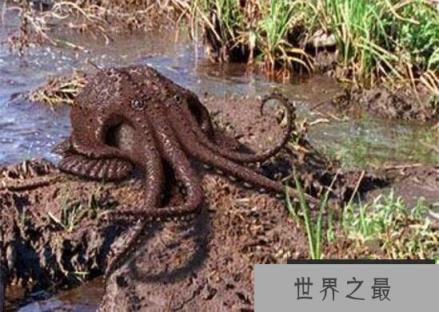 一亿年后地球上的新物种，沼泽章鱼(将能在陆地上生存)