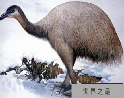 世界第一高鸟，巨型恐鸟高达3.6米却不会飞