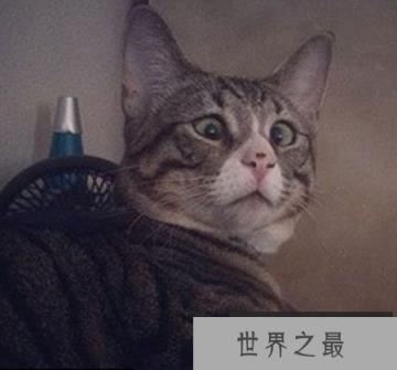 盘点这些年走红网络的喵星人，惊讶猫被活活玩死
