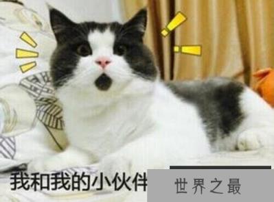 盘点这些年走红网络的喵星人，惊讶猫被活活玩死