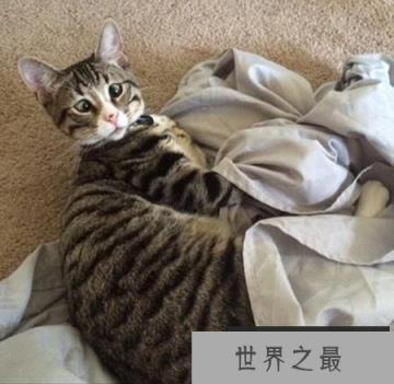 盘点这些年走红网络的喵星人，惊讶猫被活活玩死