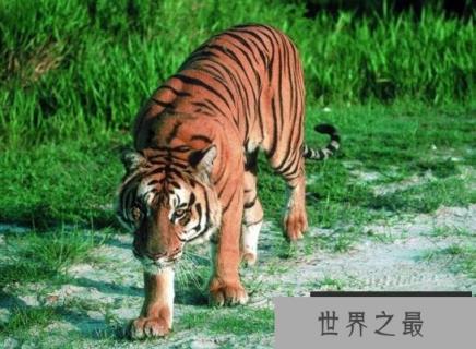 爪哇虎已灭绝，被人类从上万只杀到只剩20只