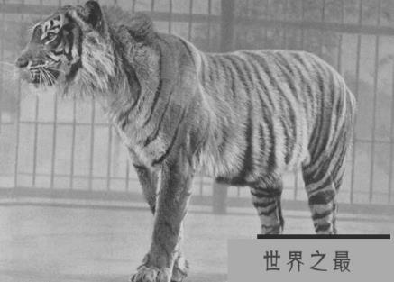 爪哇虎已灭绝，被人类从上万只杀到只剩20只