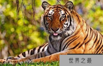 爪哇虎已灭绝，被人类从上万只杀到只剩20只
