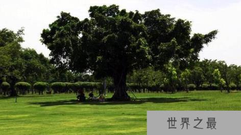 世界上最大的树冠，孟加拉榕树有半个足球场大