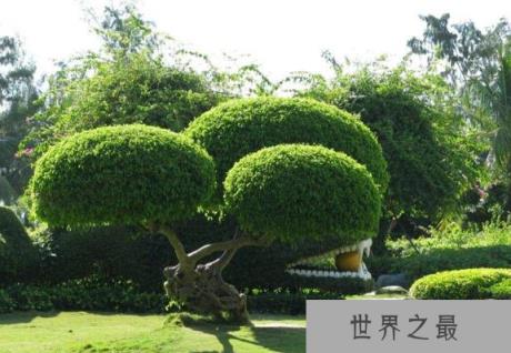 世界上最大的树冠，孟加拉榕树有半个足球场大