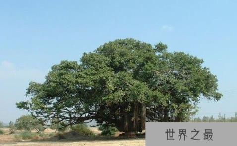 世界上最大的树冠，孟加拉榕树有半个足球场大