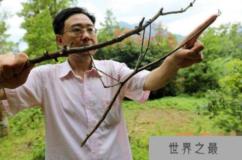 盘点世界上最大的昆虫，最大昆虫竹节虫长达0.62米(组图)