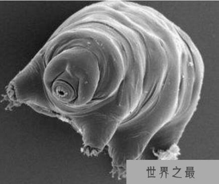 地表最强生物水熊，水熊虫与太阳同寿(能在太空中生存繁衍)