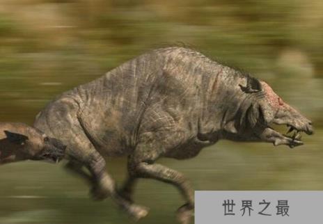 史上最凶猛的猪，完齿猪可以瞬间咬断你的骨头(已灭绝)