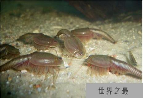 古老的三眼恐龙虾,它们距今已有2亿年历史(经过三次世纪大灭绝)