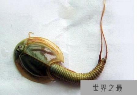 古老的三眼恐龙虾,它们距今已有2亿年历史(经过三次世纪大灭绝)