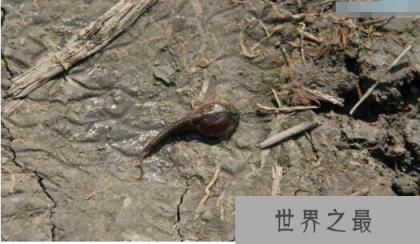 古老的三眼恐龙虾,它们距今已有2亿年历史(经过三次世纪大灭绝)