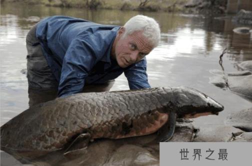 世界上生命力最强的鱼,非洲肺鱼(可以在没水的泥土里活4年)