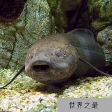 世界上生命力最强的鱼,非洲肺鱼(可以在没水的泥土里活4年)