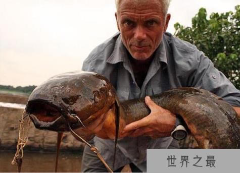 世界上生命力最强的鱼,非洲肺鱼(可以在没水的泥土里活4年)