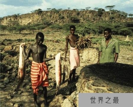 世界上生命力最强的鱼,非洲肺鱼(可以在没水的泥土里活4年)