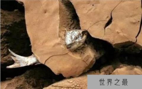 世界上生命力最强的鱼,非洲肺鱼(可以在没水的泥土里活4年)