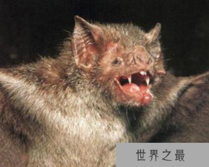 世界上最凶残的蝙蝠,吸血蝙蝠已开始吸食人血(动物界隐形杀手)