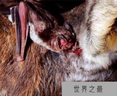 世界上最凶残的蝙蝠,吸血蝙蝠已开始吸食人血(动物界隐形杀手)