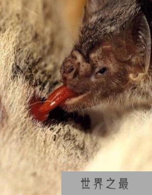 世界上最凶残的蝙蝠,吸血蝙蝠已开始吸食人血(动物界隐形杀手)