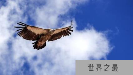 世界上飞的最高的鸟,黑白兀鹫可飞到11000米的高空