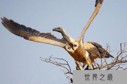 世界上飞的最高的鸟,黑白兀鹫可飞到11000米的高空