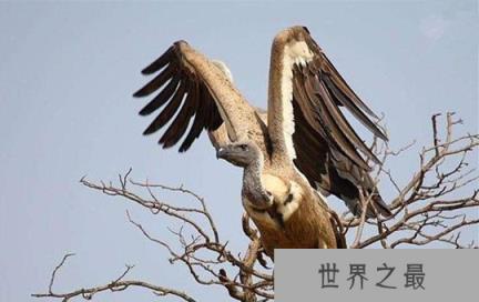世界上飞的最高的鸟,黑白兀鹫可飞到11000米的高空