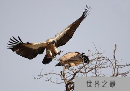 世界上飞的最高的鸟,黑白兀鹫可飞到11000米的高空