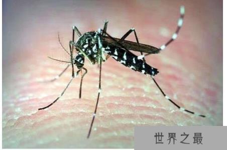 世界上最毒的蚊子,白纹伊蚊(是多种疾病传播的媒介)