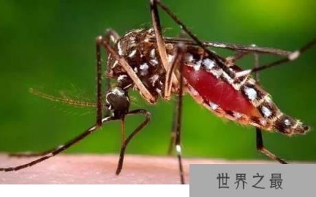 世界上最毒的蚊子,白纹伊蚊(是多种疾病传播的媒介)