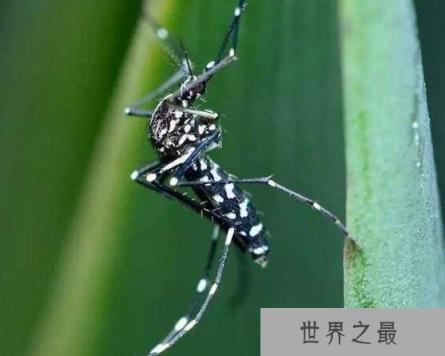 世界上最毒的蚊子,白纹伊蚊(是多种疾病传播的媒介)