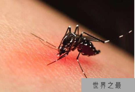 世界上最毒的蚊子,白纹伊蚊(是多种疾病传播的媒介)