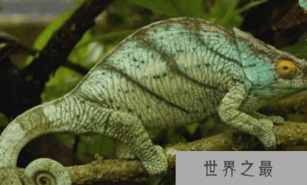 世界上最大的变色龙,国王变色龙体长70厘米(舌头长110厘米)