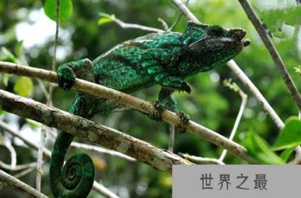 世界上最大的变色龙,国王变色龙体长70厘米(舌头长110厘米)