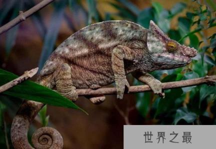 世界上最大的变色龙,国王变色龙体长70厘米(舌头长110厘米)