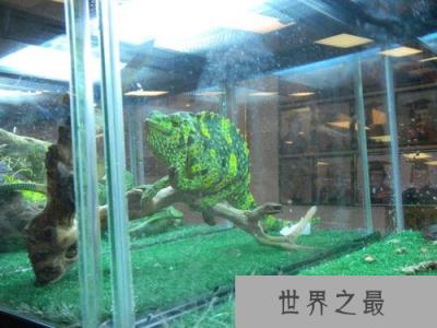 世界上最大的变色龙,国王变色龙体长70厘米(舌头长110厘米)