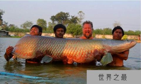 世界上最大巨骨舌鱼有多大,长3米/重达460斤(4壮男合力捕获)
