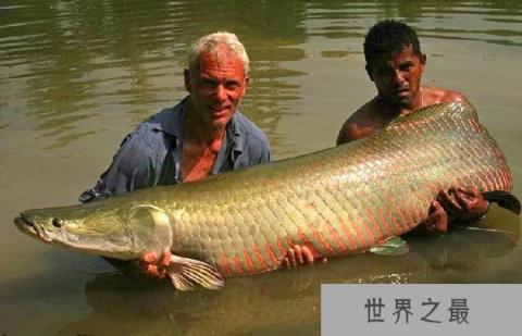 世界上最大巨骨舌鱼有多大,长3米/重达460斤(4壮男合力捕获)