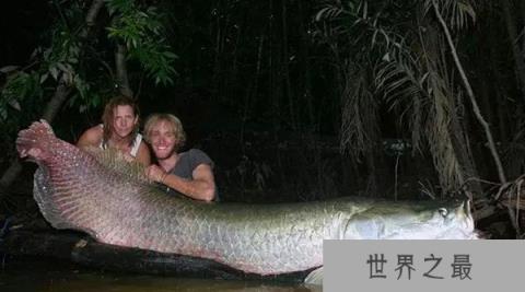 世界上最大巨骨舌鱼有多大,长3米/重达460斤(4壮男合力捕获)