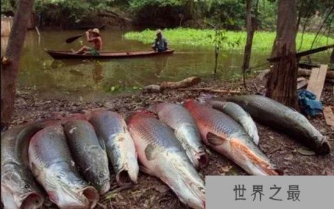 世界上最大巨骨舌鱼有多大,长3米/重达460斤(4壮男合力捕获)