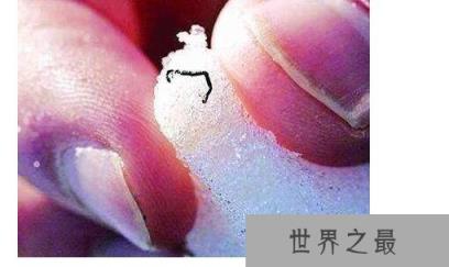 世界上最耐寒的动物排名,能在零下60度严寒生活的企鹅排名最后