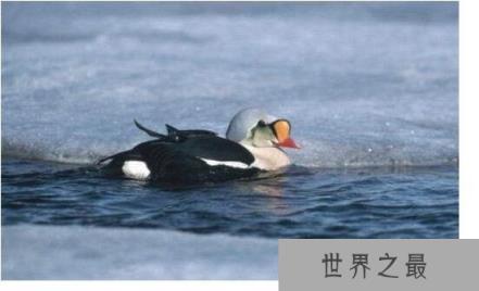 世界上最耐寒的动物排名,能在零下60度严寒生活的企鹅排名最后